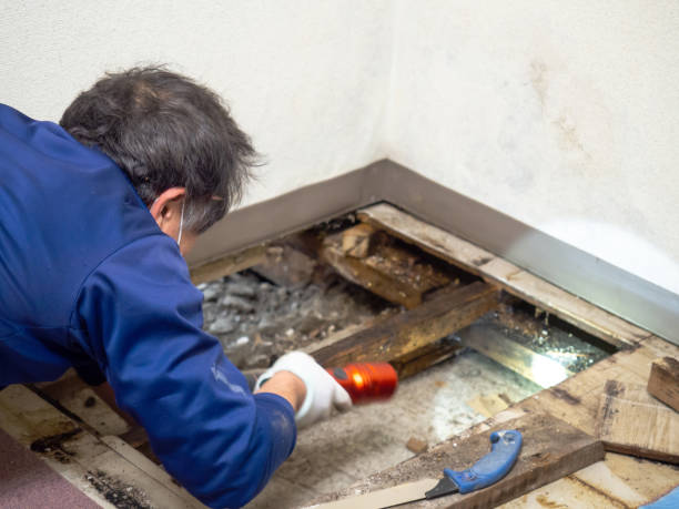 Best Toxic Mold Removal  in , UT