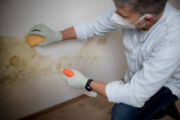 Best Mold Testing  in , UT