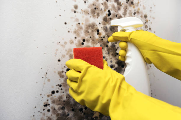Best Mold Removal Process  in , UT
