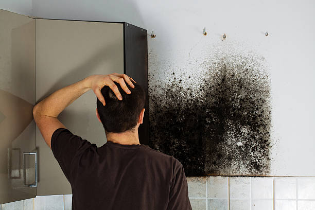 Best Black Mold Removal  in , UT