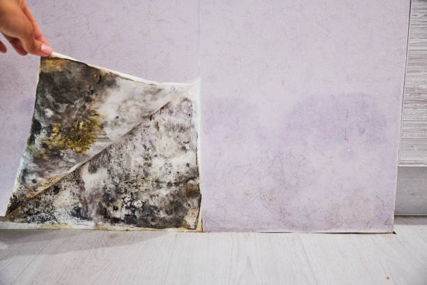 Best Mold Testing  in , UT
